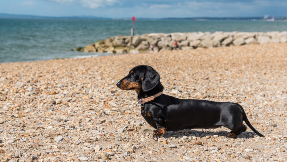 miniature wiener