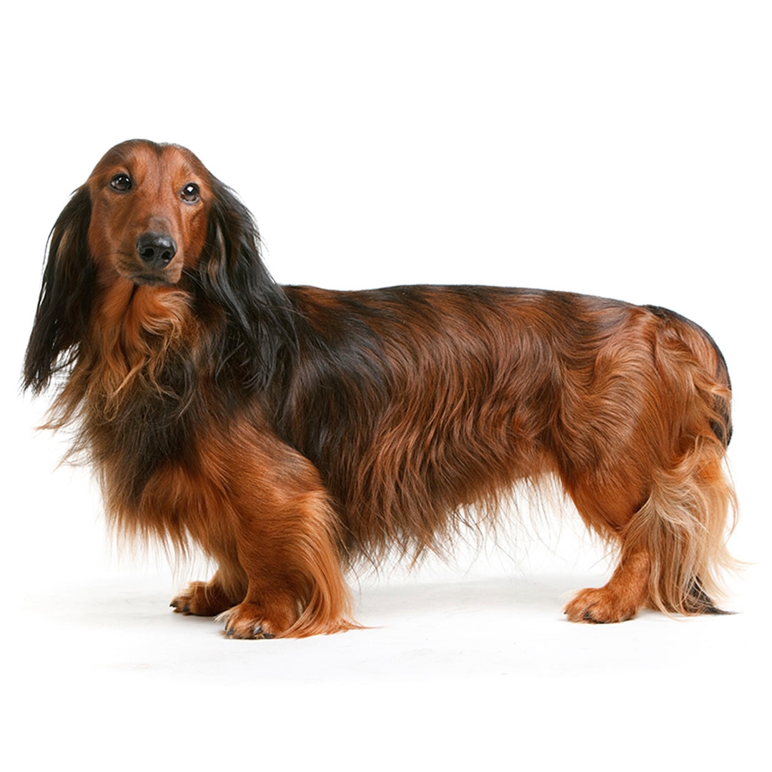 Dachshund (Long Haired) Dog Breed Information | Purina