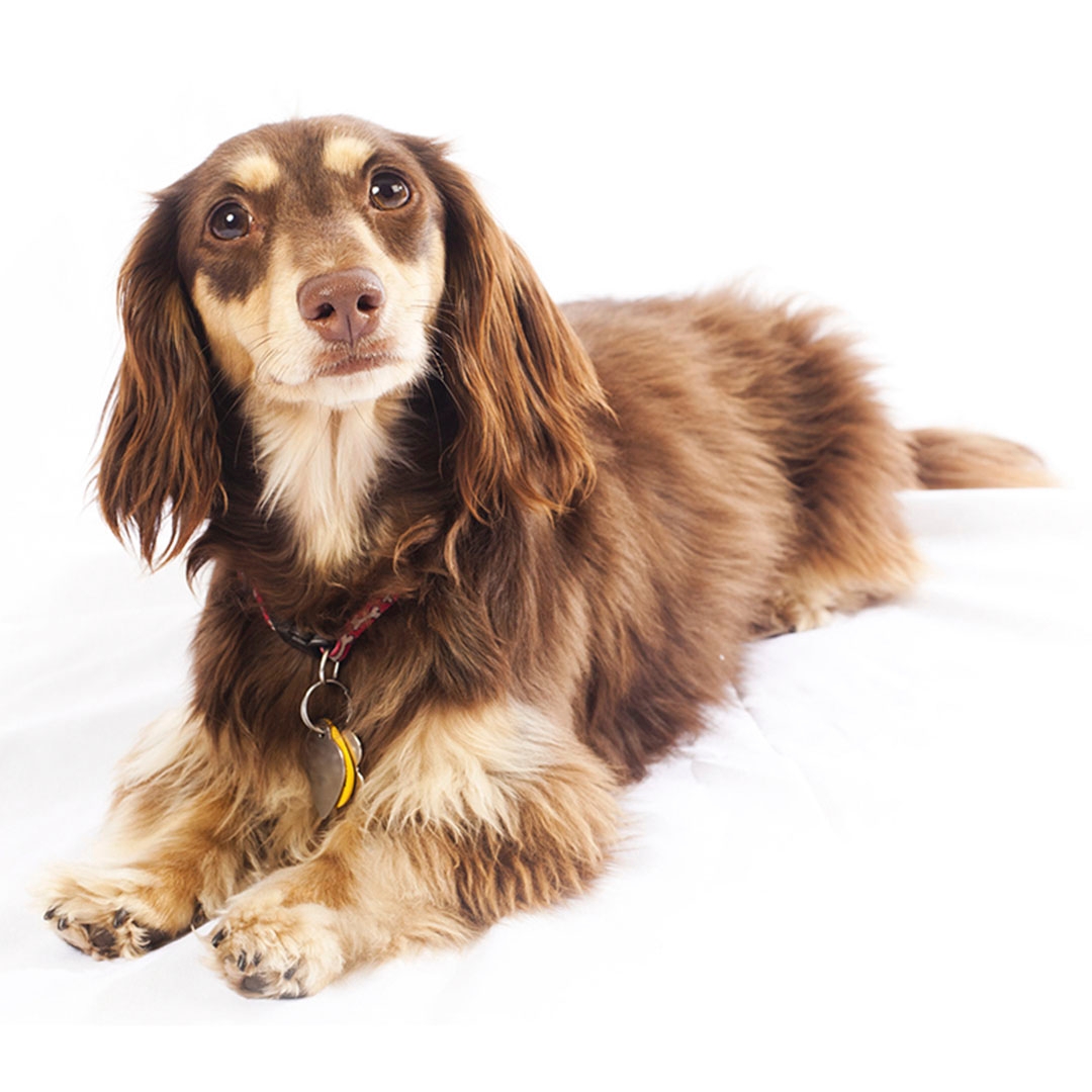 Dachshund (Miniature Long Haired) Dog Breed | Purina