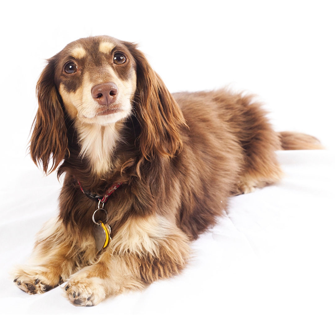 Dachshund (Miniature Long Haired) Dog Breed | Purina Dachshund (Miniature Long Haired) Dog Breed | Purina