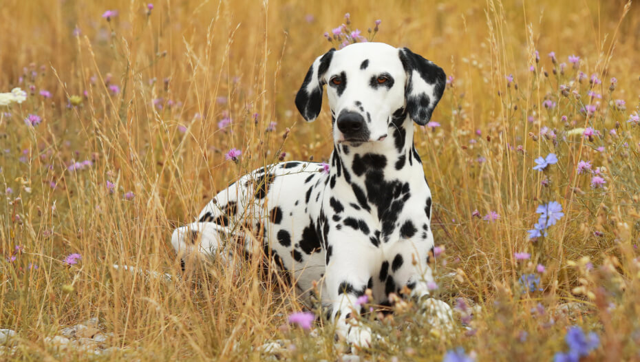 Dalmatian dog hotsell