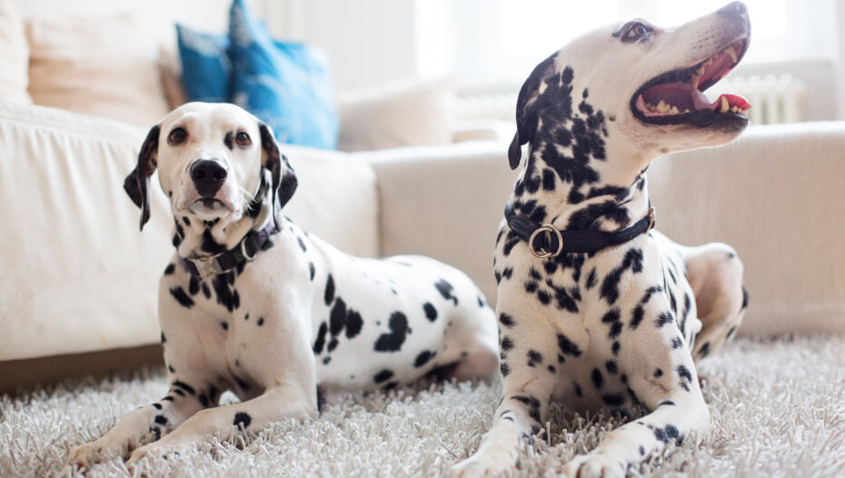 About dalmatians best sale