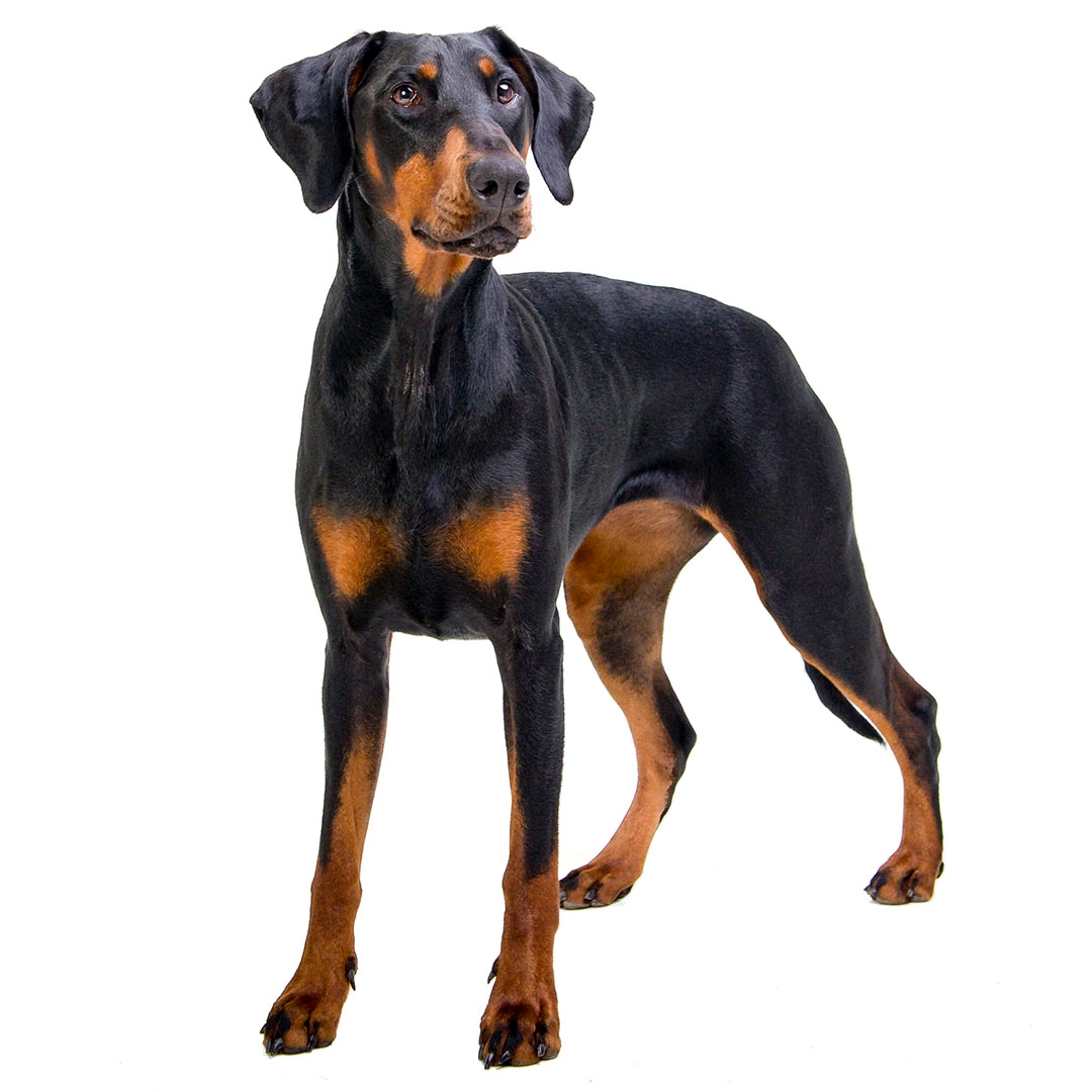 what breeds were usedto make up the doberman