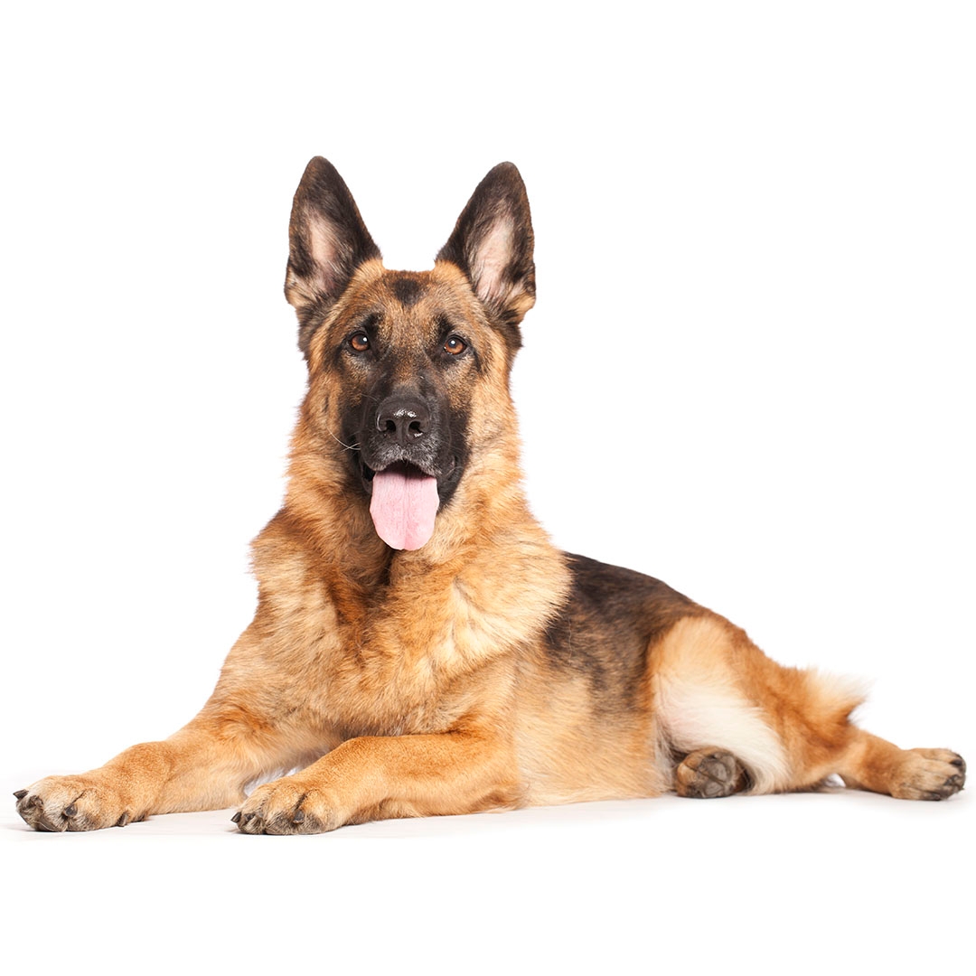 are german shepherd good pets