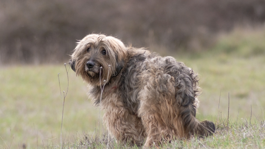 Catalan Sheepdog Dog Breed Information