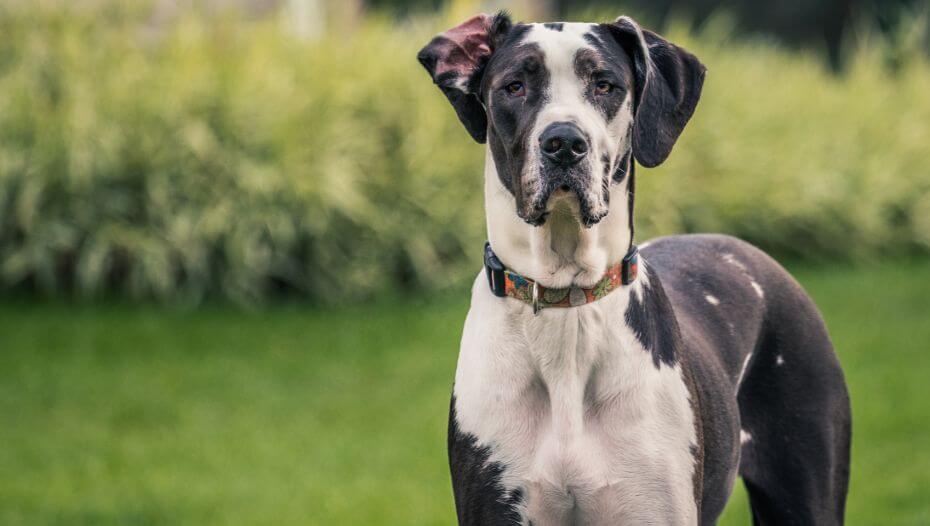 Great Dane Dog Breed Information