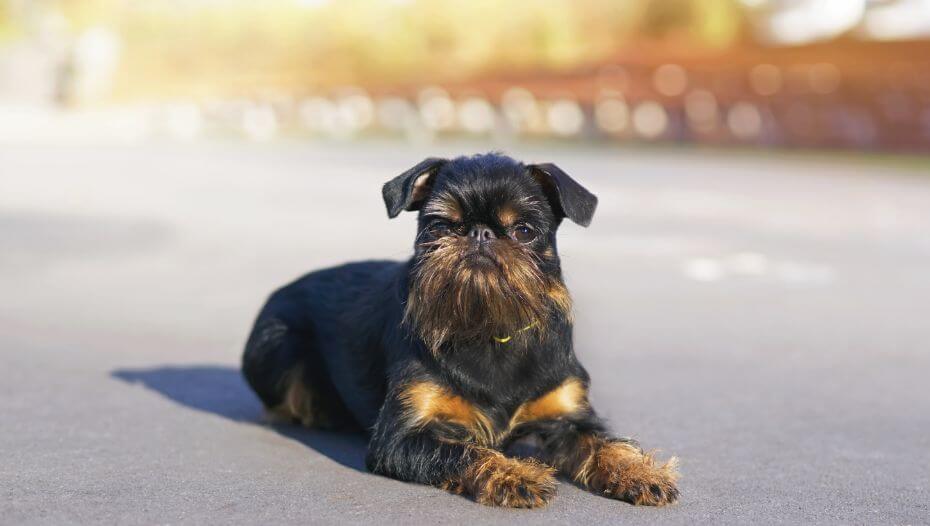 Griffon Bruxellois (Short/rough coat) Dog Breed | Purina Griffon Bruxellois (Short/rough coat) Dog Breed | Purina
