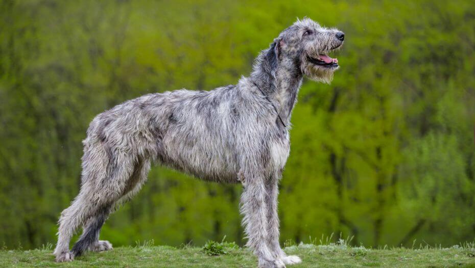 Irish Wolfhound Dog Breed Information | Purina