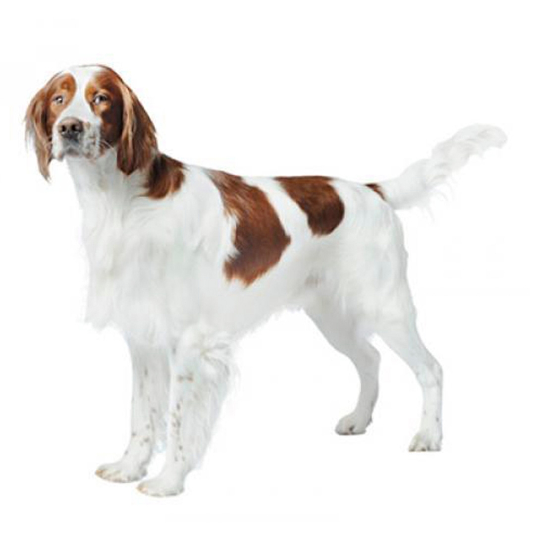 Irish red best sale and white setter