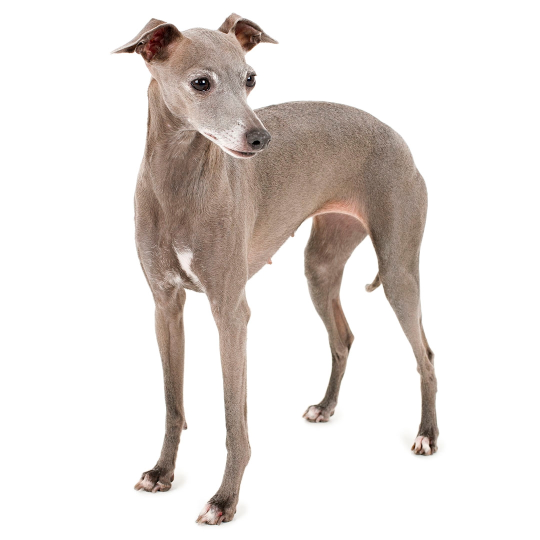Are Italian Greyhounds Good Lap Dogs