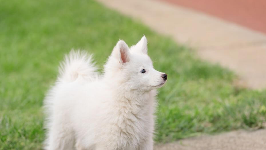 is japanese spitz easy to train