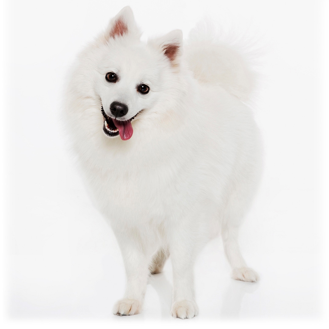 is japanese spitz easy to train