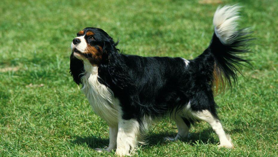 Cavalier King Charles Spaniel: Characteristics & Care