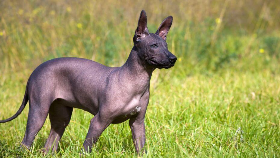 Xoloitzcuintli A Bald Dog Best Pictures Of A Mexican Hairless Dog