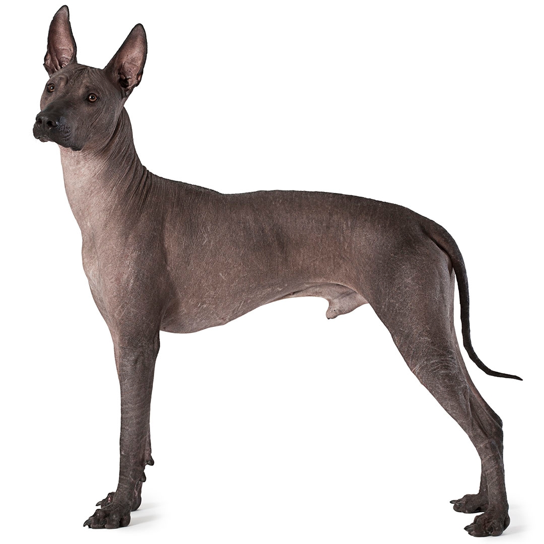 How Much Does A Xoloitzcuintli Cost