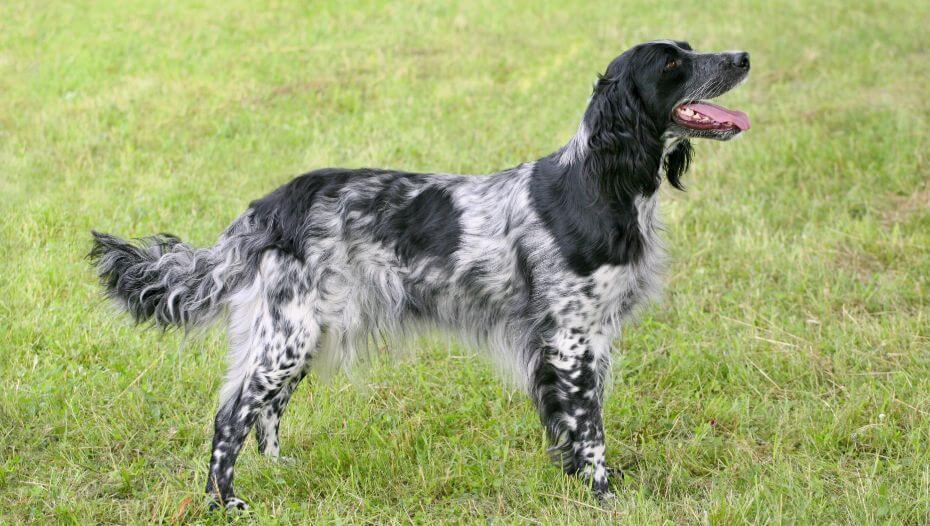 Munsterlander Large Dog Breed Information Purina