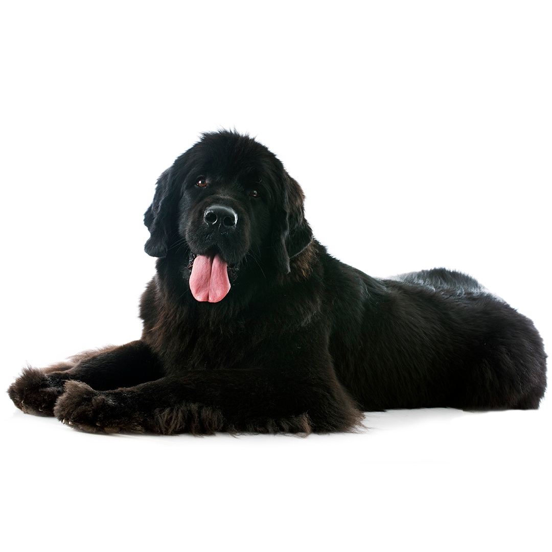 Newfoundland Breeds A To Z The Kennel Club vlr.eng.br