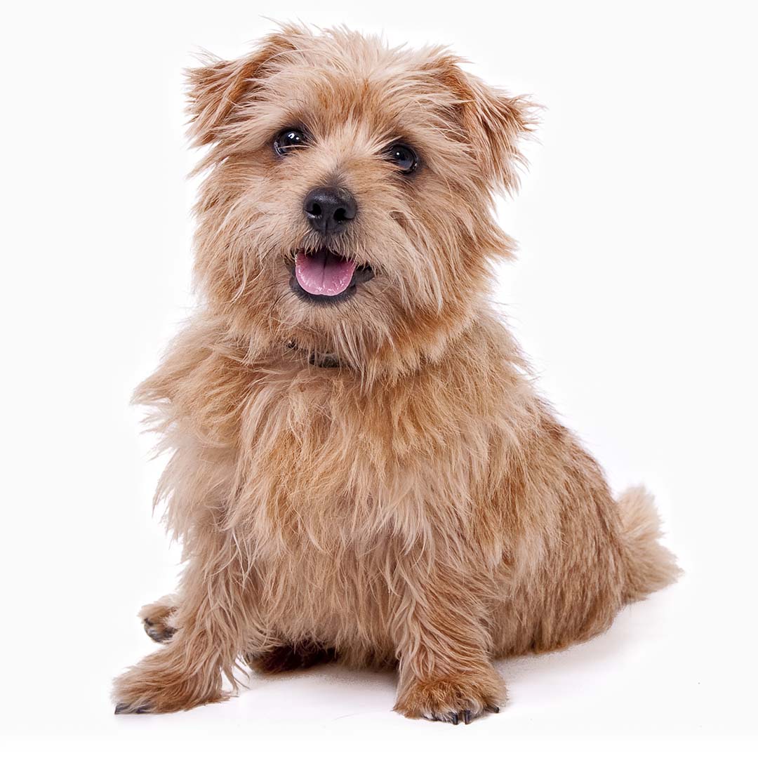 Mittelgroßer Norfolk-Terrier Aufkleber – 100 Mm, Permanent, Für Innen & Außen, 4 Jahre Wetterfest
