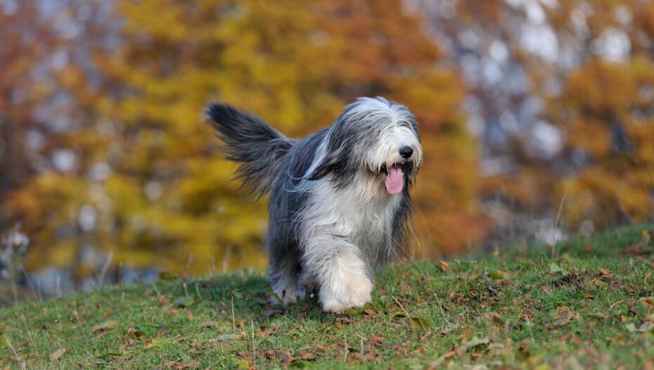 Old English Sheepdog Dog Breed Information