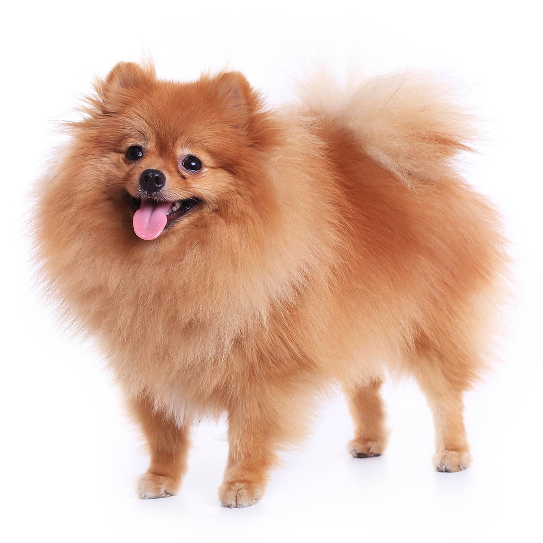 Pomeranian Dog Breed Information | Purina