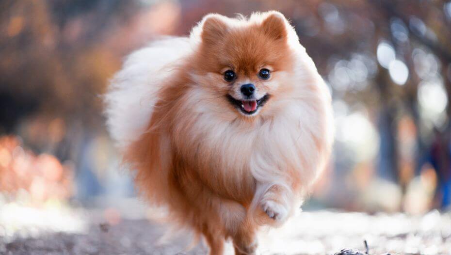 Pomeranian toy dog breeds online
