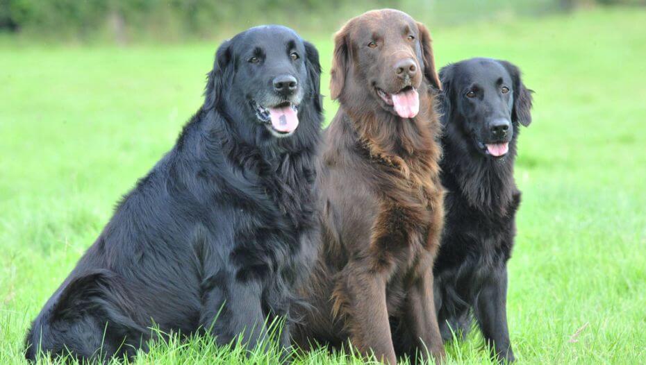 Retriever Dog Golden Flat Coat Retriever HOT Flat Coated Retriever