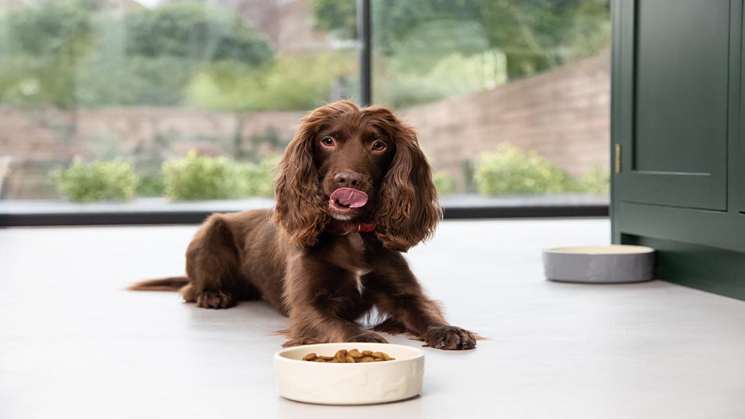 Springer spaniel licking lips at bowl of dog food