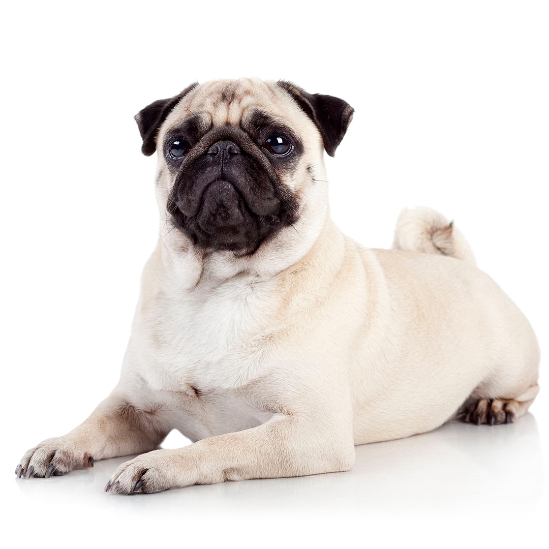 Pug Dog Breed Information | Purina