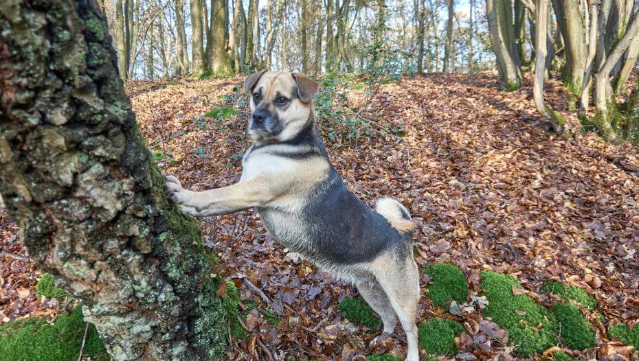 Puggle personality sales