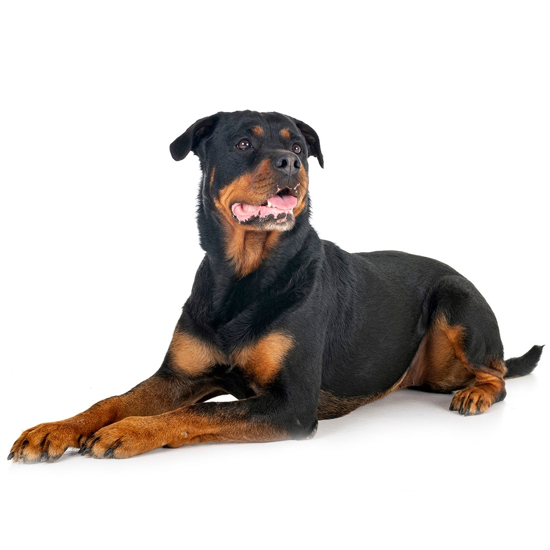 Are Rottweilers Good With Small Dogs