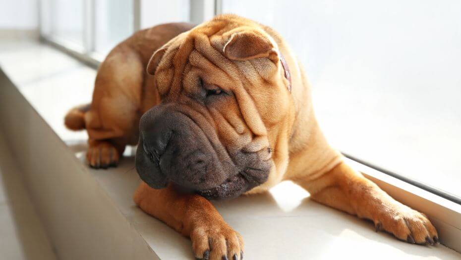 shar pei losing weight