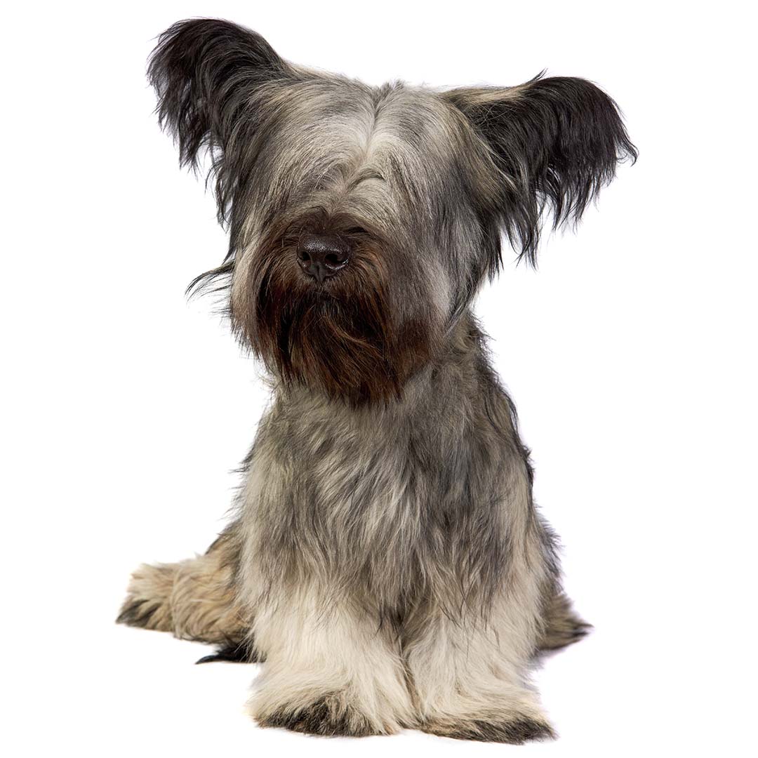 How Much Is A Skye Terrier Puppy