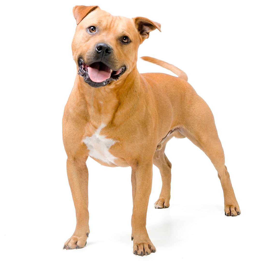 Discount different types of staffy Free Shipping