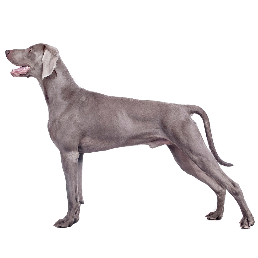 Weimaraner (Short/smooth coat) Dog Breed Information | Purina