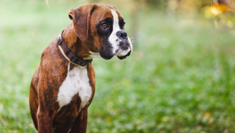 Big boxer dogs top