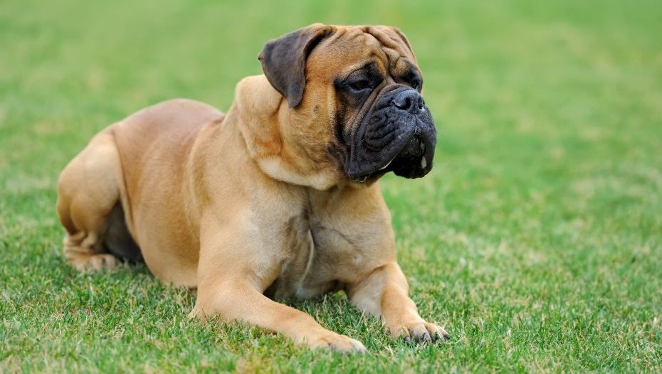 English hotsell bullmastiff puppies