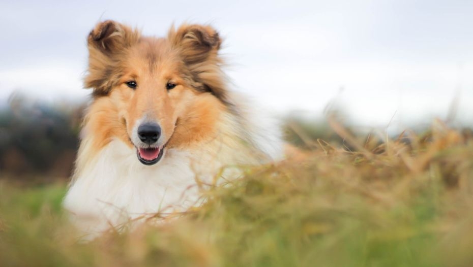 Rough 'Lassie' Collie, Rough Collie Dog laying down for por…