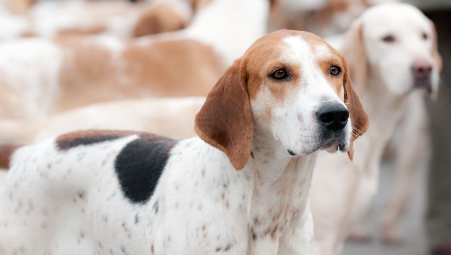White american hot sale foxhound