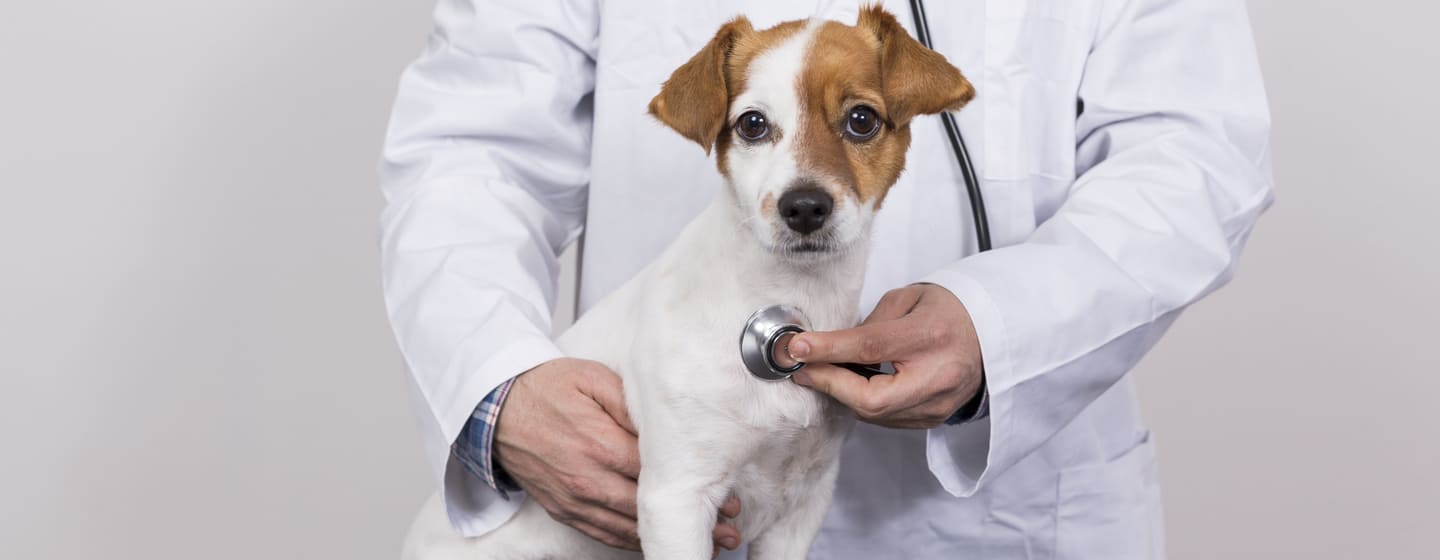 Heart Murmur in Dogs: Symptoms, Causes & Treatment