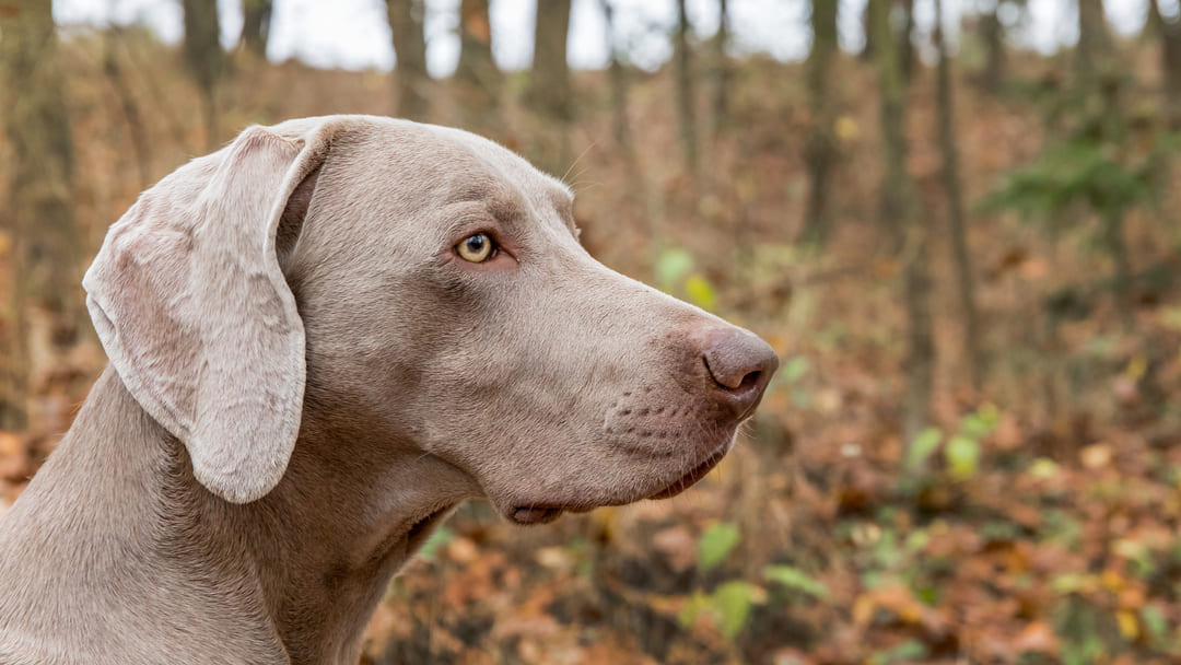 Top 10 Grey Dogs to Welcome to the Family