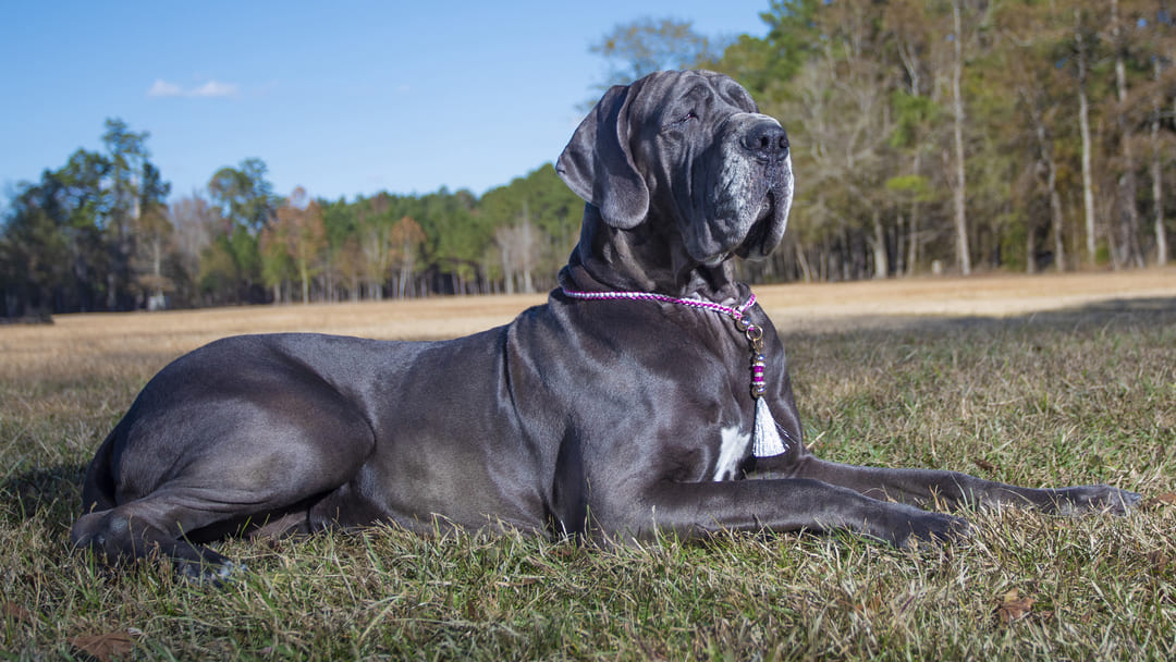 Top 18 Blue Dog Breeds You Need to Know About