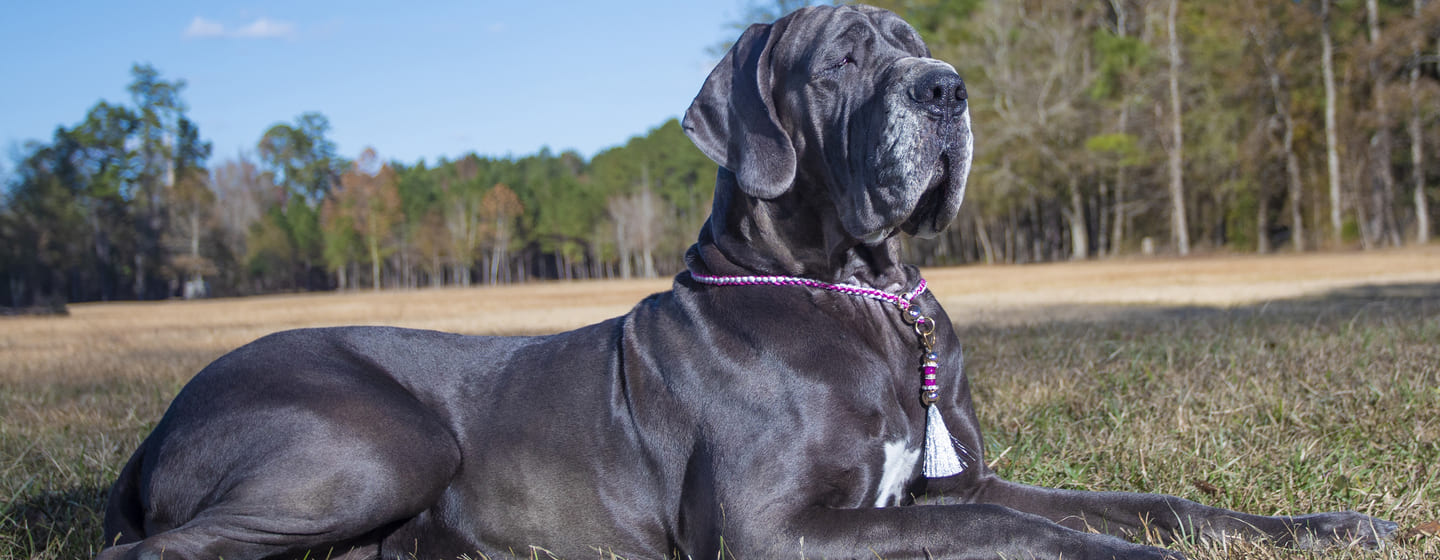 Top 18 Blue Dog Breeds You Need to Know About 