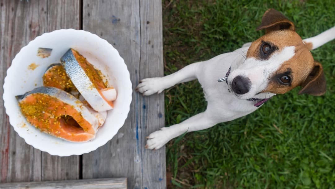 Raw Salmon Dog Ate Raw Fish Salmon Could Dogs Eat Fish Eat Salmon