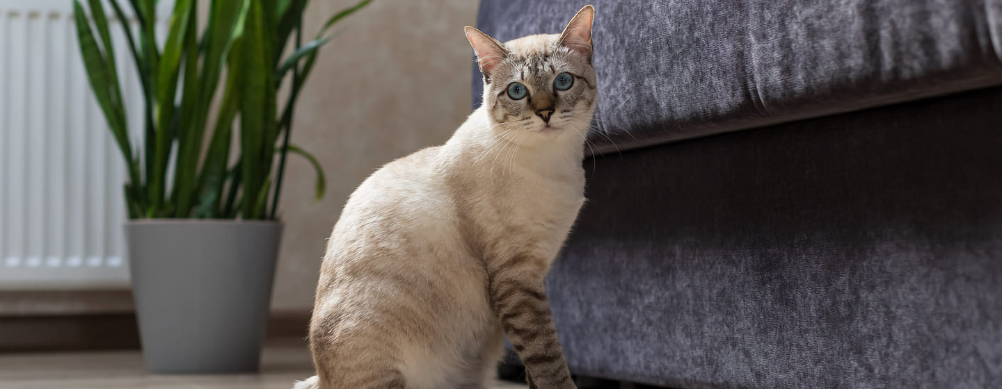 9 Cats with No Tails or Really Short Ones