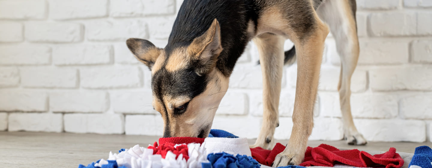 What is a snuffle mat? Are they a good enrichment toy for dogs?