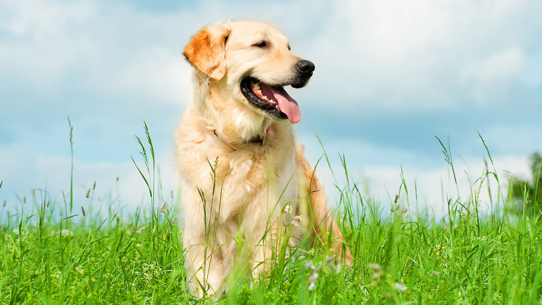 10 Yellow Dog Breeds You’ll Want to Welcome Home ASAP