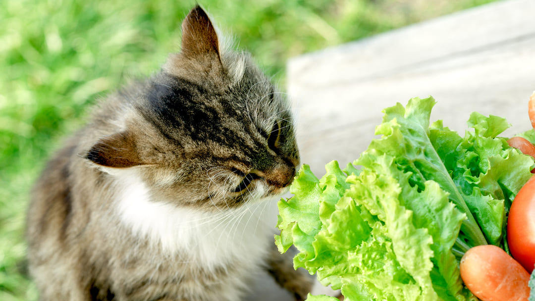 Can Cats Eat Lettuce? What You Need to Know Before Feeding Lettuce to Felines.
