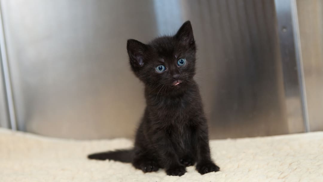 Black Cats with Blue Eyes: All Your Questions Answered