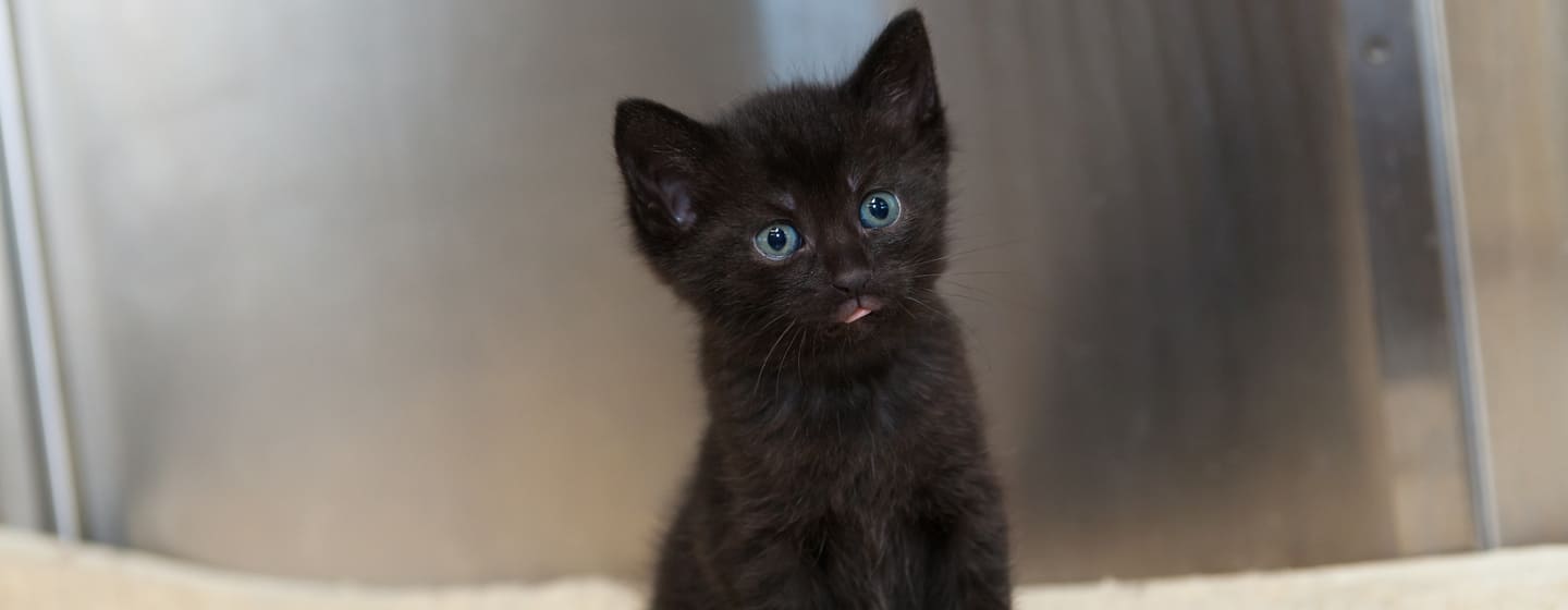 Black Cats With Blue Eyes: Do They Even Exist? | Purina