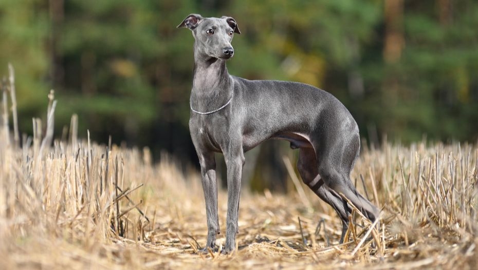 Small greyhound type dog shop